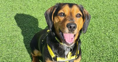 Can you give loveable hound dog Otis his new forever home?