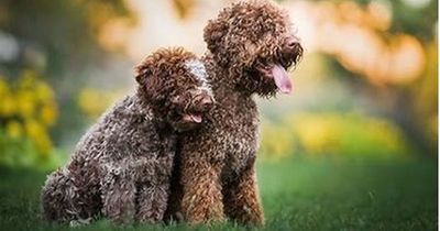 Should you get a Lagotto Romagnolo after Crufts win?