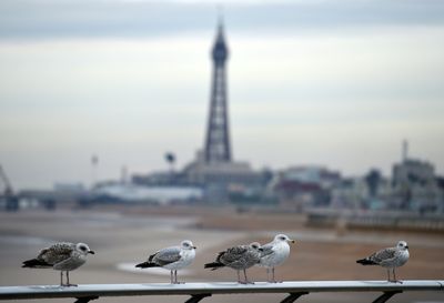 UK police launch probe into seagull on leash