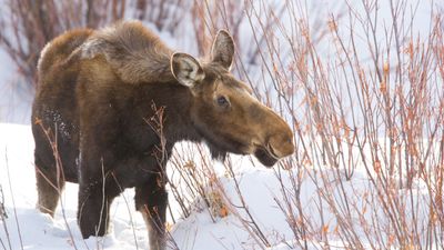 Clueless Idaho man learns why yelling at moose is a bad idea