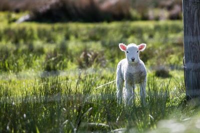 Scots pensioner faces £40,000 fine after four lambs die in dog incident