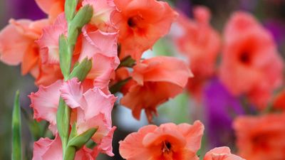 How to grow gladioli in pots – top container tips from a gardening expert