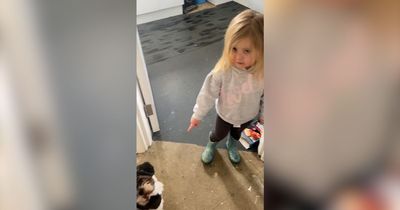 Toddler blames her family's dog for tiny handprints on freshly-painted wall