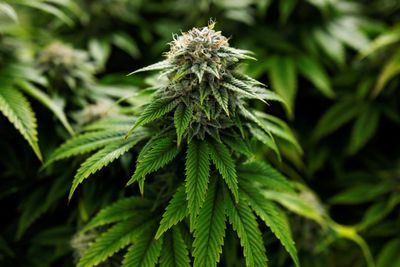 Canada's top court upholds Quebec's ban on homegrown cannabis