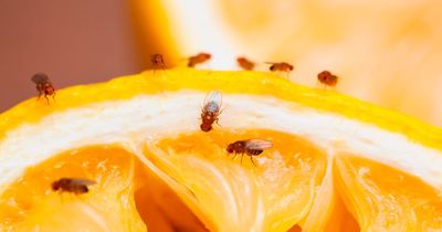Amazon shoppers swear by £27 device for keeping mice and flies out of the house
