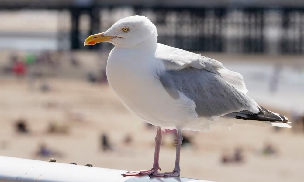 Seagull put down after man seen dragging bird by rope…