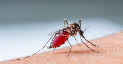 Doctor tackles dengue fever questions amid Europe holiday travel warning