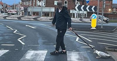 Police investigate as seagull dies after being dragged through streets on dog lead