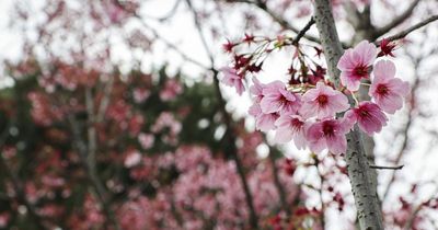 Stunning park not too far from Edinburgh named one of best in UK for cherry blossoms