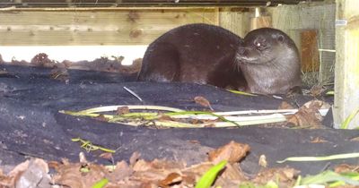 Carlton woman baffled by 'bizarre' otter discovery underneath garden decking