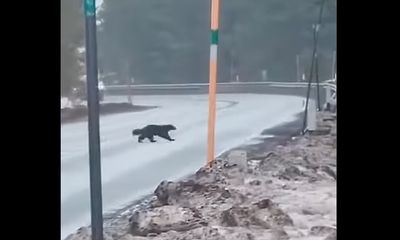 Rare Oregon critter surfaces again, this time on mountain highway