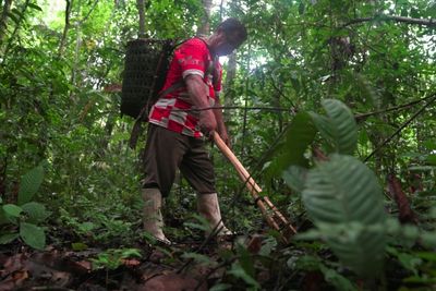'Really hard' -- the life of an Amazon Brazil nut harvester