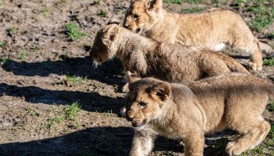 3 lion cubs greet visitors at Lincoln Park Zoo