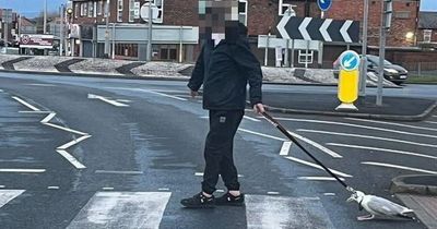Seagull put to sleep after being 'dragged around streets by man on leash'