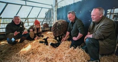 Springtime On The Farm viewers in love with adorable miniature donkeys