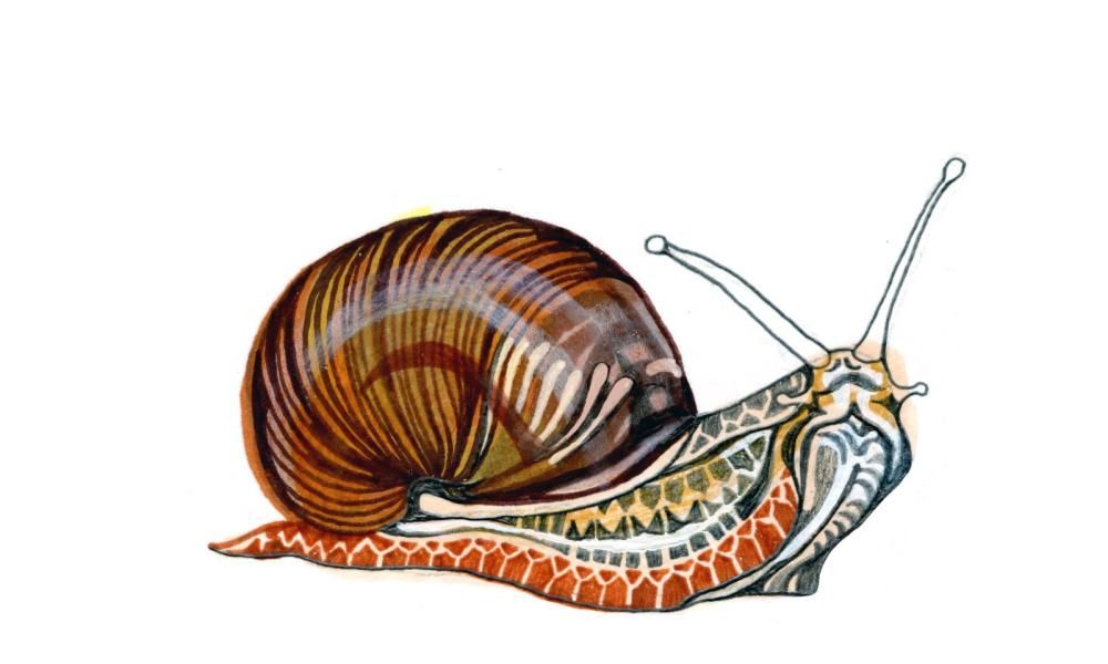 Why are snails so slow and how was plastic discovered?…