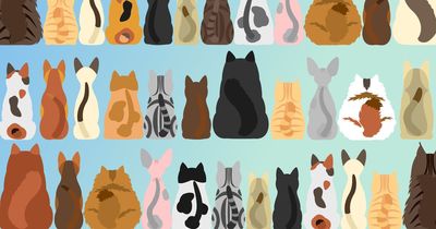Only those with razor-sharp focus can spot the cat with no tail in tricky illusion
