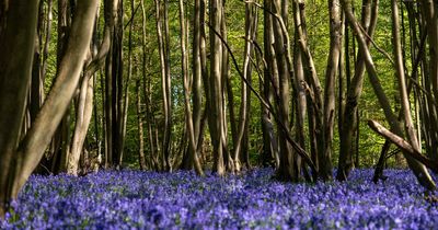 The best bluebell walks near Greater Manchester