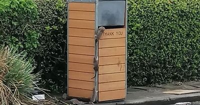 Horrified customer spots 'seven rats' climbing in and out of a bin at McDonald's