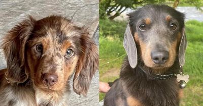 £2,000 reward for return of missing dogs in Co Fermanagh
