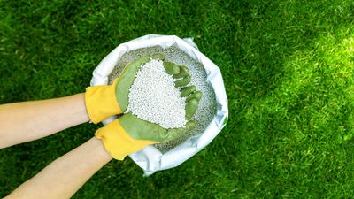 5 mistakes you make when applying fertilizer to your yard