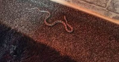 West Lothian man 'shaken' after finding snake in flat while sitting on the toilet