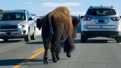 Yellowstone bison tears into tourists' car like a can opener