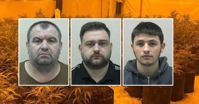 Three illegal Albanian immigrants jailed after £800,000 cannabis farm found in Dunston