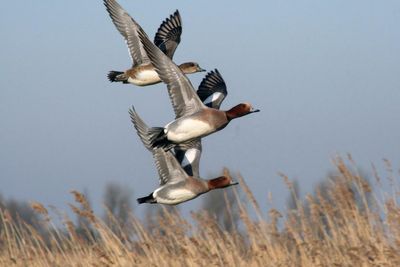Avian superhighway: UK’s ‘pitstop’ for migrating birds seeks Unesco status