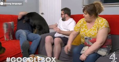 Gogglebox viewers left creased after Malone family dog causes chaos on set