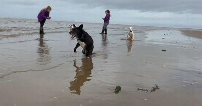 Disabled Manc dogs enjoy sand and the sea for the very first time