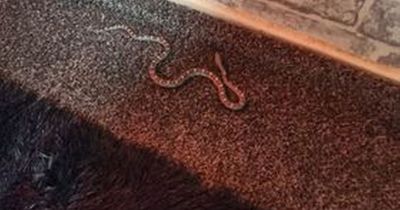 Scots man 'leapt from toilet' after discovering snake in bathroom