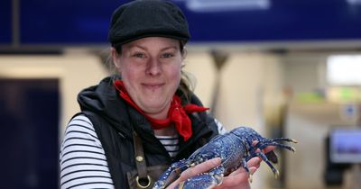 'Happy life' awaits for rare blue lobster after being delivered to Low Fell seafood shop
