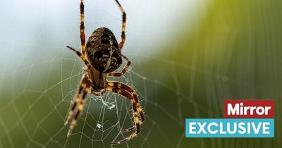 Spider's silk could be used to repair human nerve damage in 'exciting' new treatment