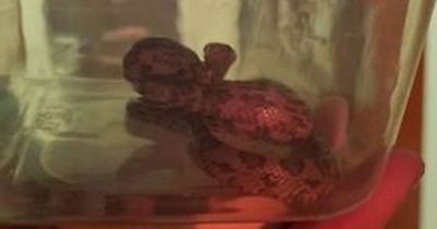 Man 'shaken' after spotting snake metres away while on the toilet after night at the pub