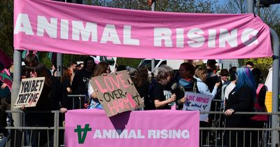 Grand National protestors cause havoc at Aintree as Animal Rising activists storm track
