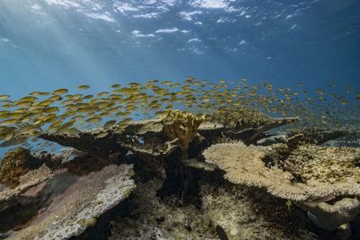 NZ's ocean strategies all at sea