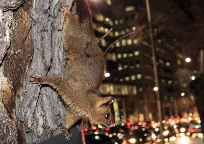 ‘I feel privileged to have them’: why you should befriend a resident possum