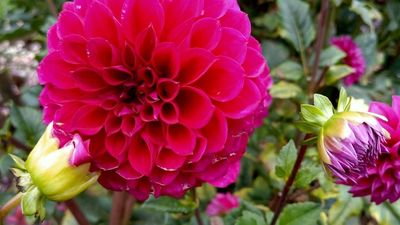 Dahlia variety named after art specialist Marielle Soni after death from brain cancer