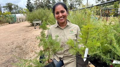 Mildura nursery returns to home base after summer floods, moves thousands of plants back