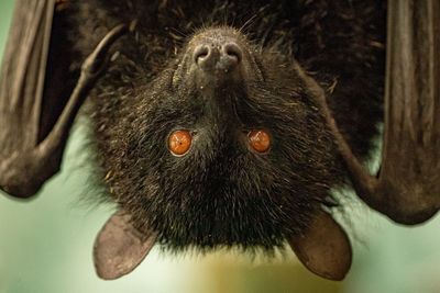 Gardeners urged to protect bats as numbers drop