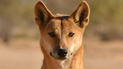 Mark McGowan praises mother who 'fought off' dingo that attacked son in Karijini National Park