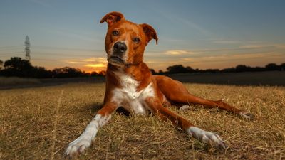 Dog not responding to you? Trainer shares one surprising reason for this and how to fix it with a game!