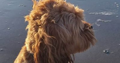 Lost wedding ring found on beach thanks to dog photo, Google and detectorist