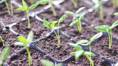 Is there green mold growing on your seedling trays? A gardening expert explains what to do
