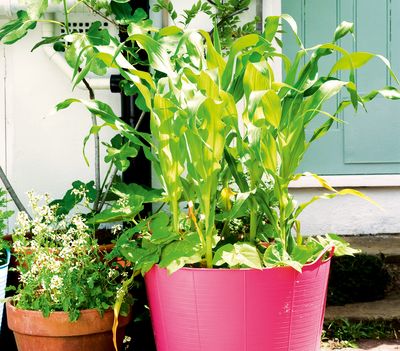 10 best vegetables to grow in pots - easy crops that'll flourish no matter how small your outdoor space