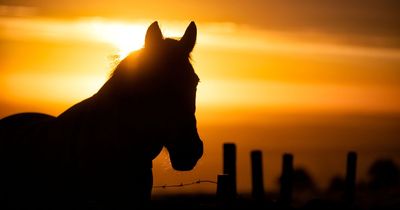 People stumped as optical illusion challenges them to find out which way horse if facing