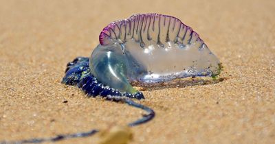 Poisonous jellyfish heading for our shores in greater numbers as seas warm, experts warn