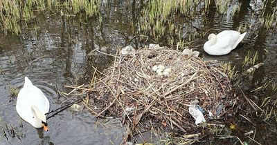 Heartbreak at Leeds park as 'evil' thugs destroy swans' nest and smash eggs