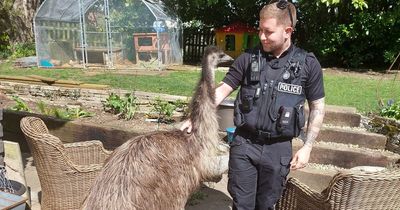 Five-hour multi-agency rescue mission after therapy emu jumps fence